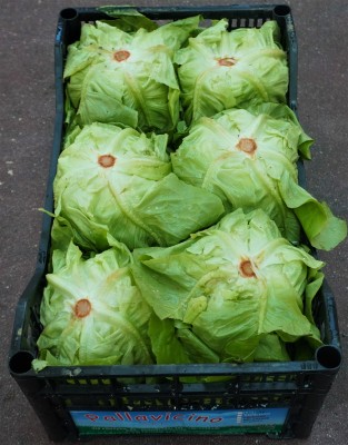 Foto Cappuccina Origine Italia  Marchio Pallavicino 3