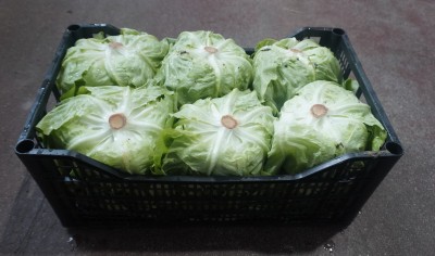 Foto Cappuccina Origine Italia Marchio Pallavicino 1