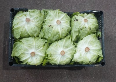 Foto Cappuccina Origine Italia Marchio Pallavicino 2