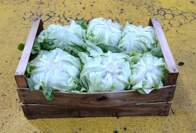 Foto Cappuccina Origine Italia Marchio Alc 1