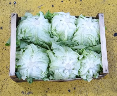 Foto Cappuccina Origine Italia Marchio Alc 2