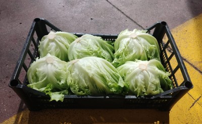 Foto Cappuccina Origine Italia Marchio Alegra          1