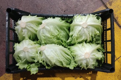 Foto Cappuccina Origine Italia Marchio Alegra          2