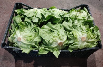 Foto Cappuccina Origine Italia Marchio Ambruosi 1