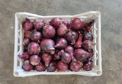 Foto Cipolle Rosse Origine Italia Marchio Arnone 2