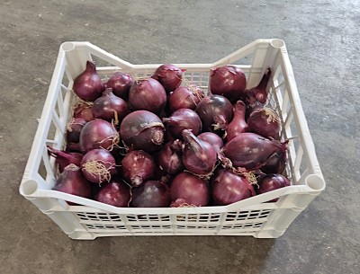 Foto Cipolle Rosse  Origine Italia Marchio Arnone	 1