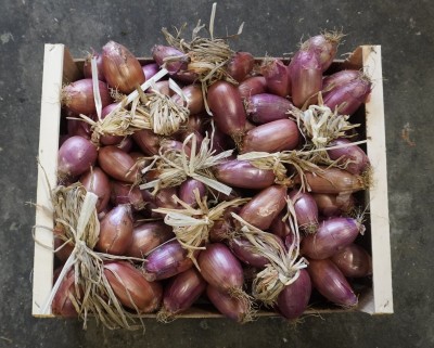 Foto Cipolle Rosse Varietà Tropea Lavorazione In Legno  Origine Italia Marchio Ortofrutticola La Malfa  3