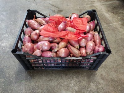 Foto Cipolle Rosse Tropea Origine Italia Marchio La Malfa 1