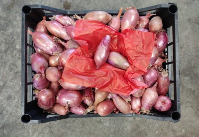 Foto Cipolle Rosse Tropea Origine Italia Marchio La Malfa 2