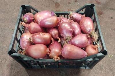 Foto Cipolle Tropea Lavorazione In Plastica Origine Italia Marchio La Malfa          1
