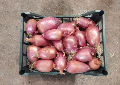 Foto Cipolle Tropea Lavorazione In Plastica Origine Italia Marchio La Malfa          3