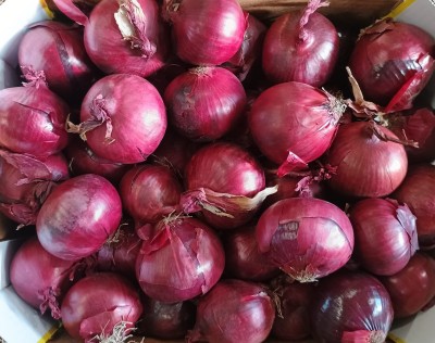 Foto Cipolle Rosse Origine Olanda Marchio Don Patata 2