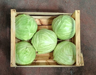 Foto Crauto Bianco Origine Italia Marchio Cutini 3