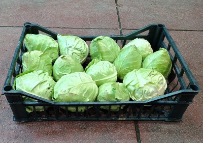 Foto Crauto Bianco Origine Italia Marchio Fresh 1