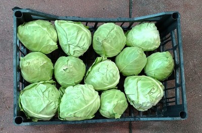 Foto Crauto Bianco Origine Italia Marchio Fresh 3