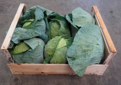 Foto Crauti Bianchi Origine Italia Marchio Pallotta  1