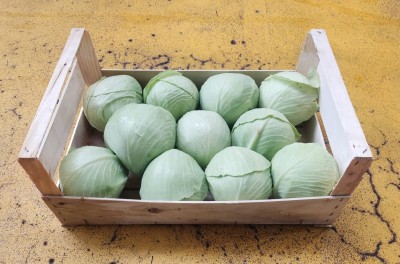 Foto Crauti Bianchi Origine Italia Marchio Capobianco      1