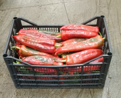 Foto Peperoni  Cornetti  Origine Italia Marchio Natur Trade  1