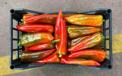 Foto Peperoni Cornetto  Rossi Origine Italia Marchio Vilardo 3