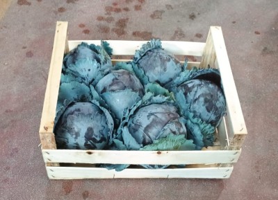 Foto Crauti Rossi  Origine Italia Marchio Agriroma 1