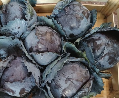 Foto Crauti Rossi  Origine Italia Marchio Agriroma 2