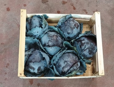 Foto Crauti Rossi  Origine Italia Marchio Agriroma 3