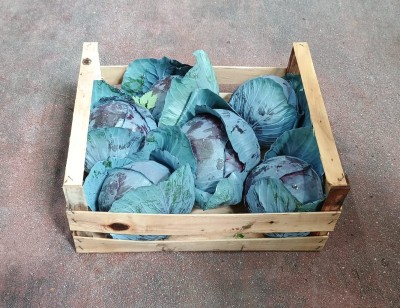 Foto Crauto Rosso Origine Italia Marchio Cutini 1