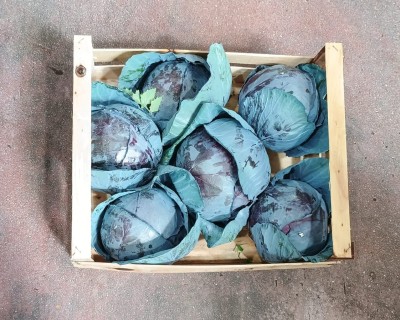 Foto Crauto Rosso Origine Italia Marchio Cutini 2