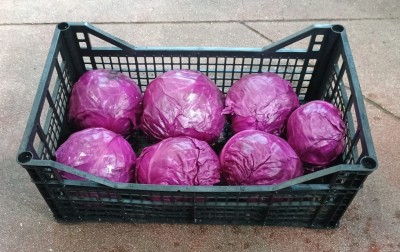 Foto Crauti Rossi Origine Italia Marchio Triolo  1