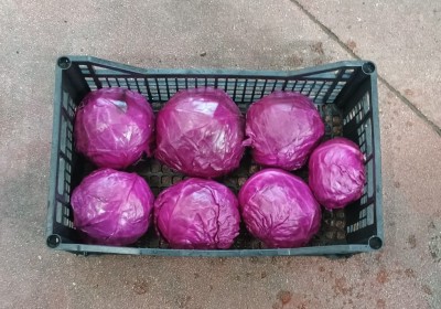 Foto Crauti Rossi Origine Italia Marchio Triolo  3