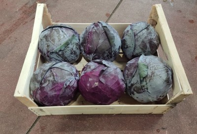 Foto Crauto Rosso Origine Italia Marchio Capobianco 1