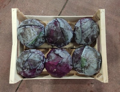 Foto Crauto Rosso Origine Italia Marchio Capobianco 2