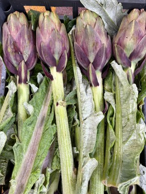 Foto Carciofi Violetti  Calibro 20 Origine Tunisia Marchio Ideal Agro  2