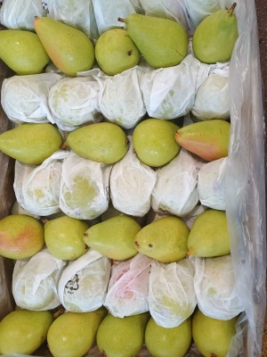 Foto Pere Coscia Confezione Da 10 Kg Origine Chile Marchio Battaglio  2