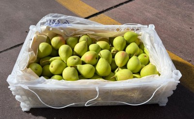Foto Pere Coscia Calibro S Origine Cile Marchio Agricola Gloria        1