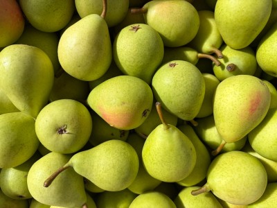 Foto Pere Coscia Calibro S Origine Cile Marchio Agricola Gloria        2