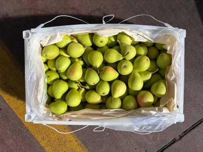 Foto Pere Coscia Calibro S Origine Cile Marchio Agricola Gloria        3