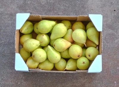 Foto Pere Cosce Confezione Da 2 Kg Origine Italia Marchio Delizie Di Stagione 3
