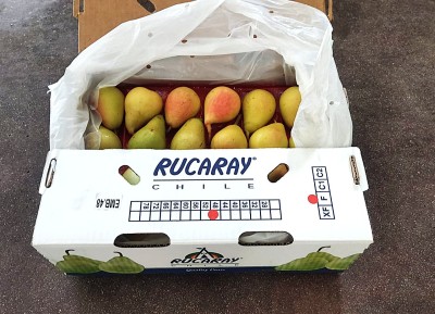 Foto Pere Coscia Calibro 48 Origine Cile Marchio Rucaray 1