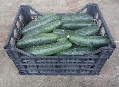 Foto Cetrioli Origine Italia Marchio Kasmenea 1