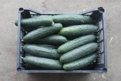 Foto Cetrioli Origine Italia Marchio Kasmenea 3