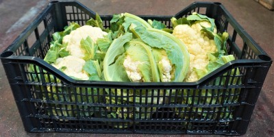 Foto Cavolfiori Origine Italia Marchio Pallavicino 1