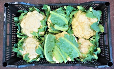 Foto Cavolfiori Origine Italia Marchio Pallavicino 2