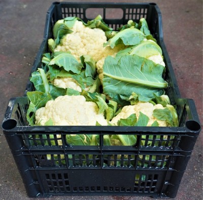 Foto Cavolfiori Origine Italia Marchio Pallavicino 3