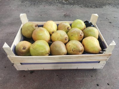 Foto Pere Dacana Calibro 80/85 Origine Italia Marchio Sattin 1