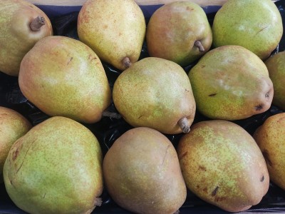 Foto Pere Dacana Calibro 80/85 Origine Italia Marchio Sattin 2