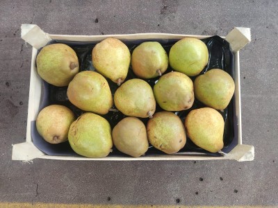 Foto Pere Dacana Calibro 80/85 Origine Italia Marchio Sattin 3