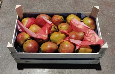 Foto Decana Rossa Calibro 80/85 Origine Olanda Marchio Sattin              1