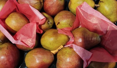 Foto Decana Rossa Calibro 80/85 Origine Olanda Marchio Sattin              2