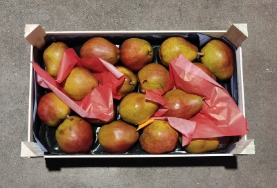 Foto Decana Rossa Calibro 80/85 Origine Olanda Marchio Sattin              3